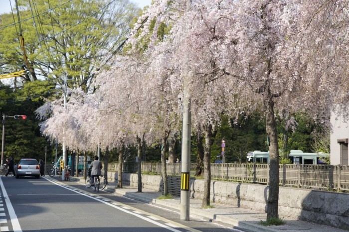 Sakura in full bloom random street in...